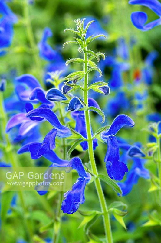 Salvia patens 'Oxford Blue', août