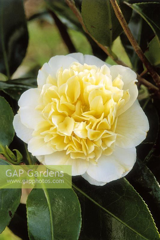 Camellia japonica 'Brushfields Yellow', Mont Edgecumbe