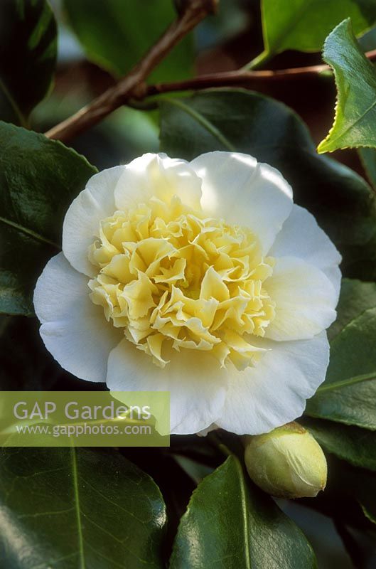 Camellia x Williamsii 'Jury Yellow', Mont Edgecumbe, mars