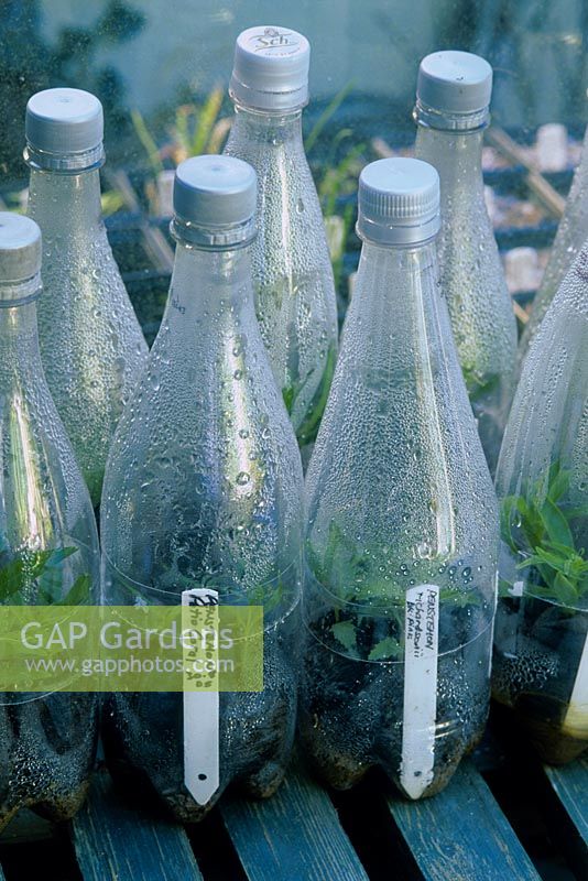Boutures de Penstemon dans des bouteilles en plastique transparent