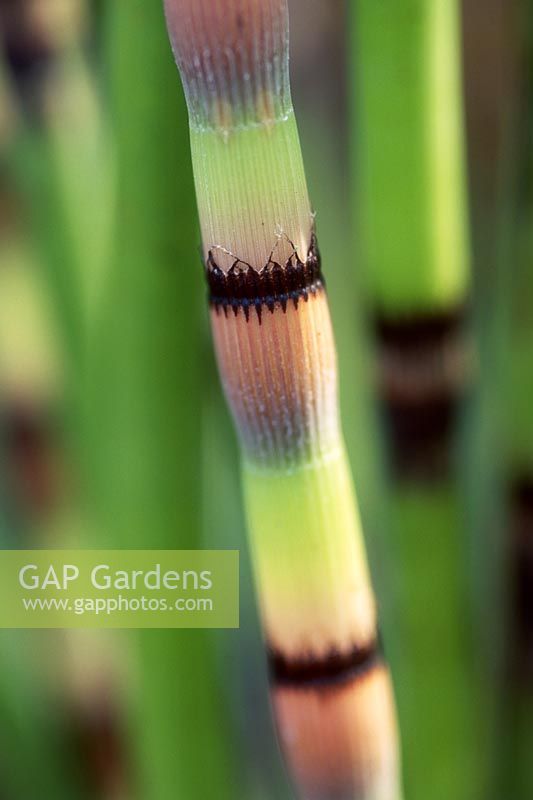 Equisetum hyemale group - Ruée à récurer