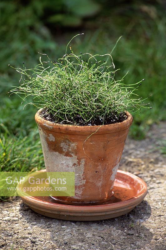 Equisetums scirpoides - Ruée à récurer - forme frisée