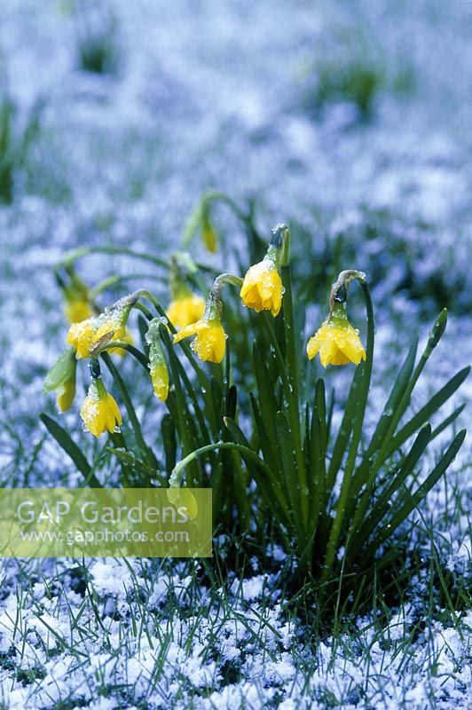 Narcissus pseudonarcissus après une légère chute de neige, février