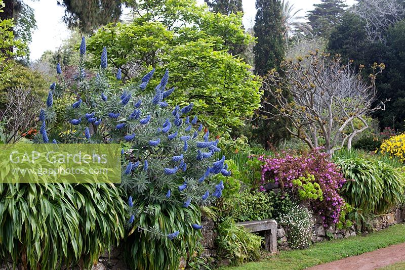 Echium fastuosum, Pride of Madeira, Palheiro's Garden ou Blandy's Garden, Funchal, Madère
