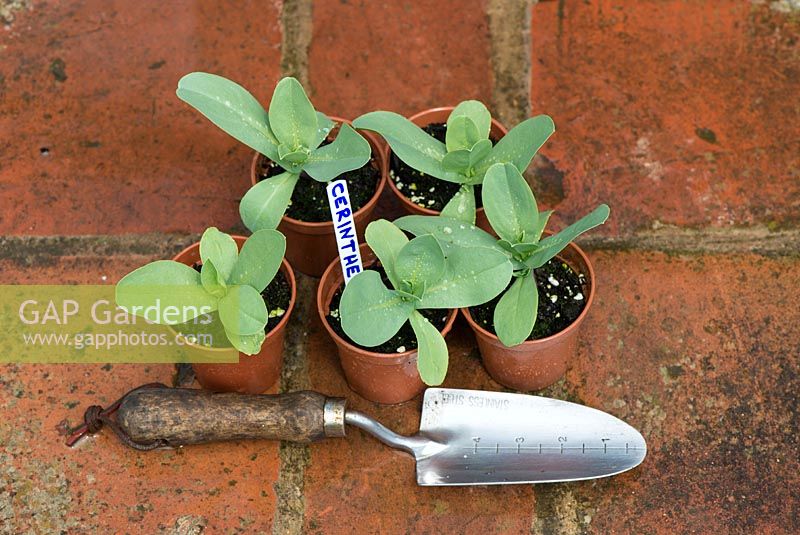Cerinthe major 'Purpurascens' - Honeywort, jeunes plants en pots de 3 pouces prêts à être plantés.