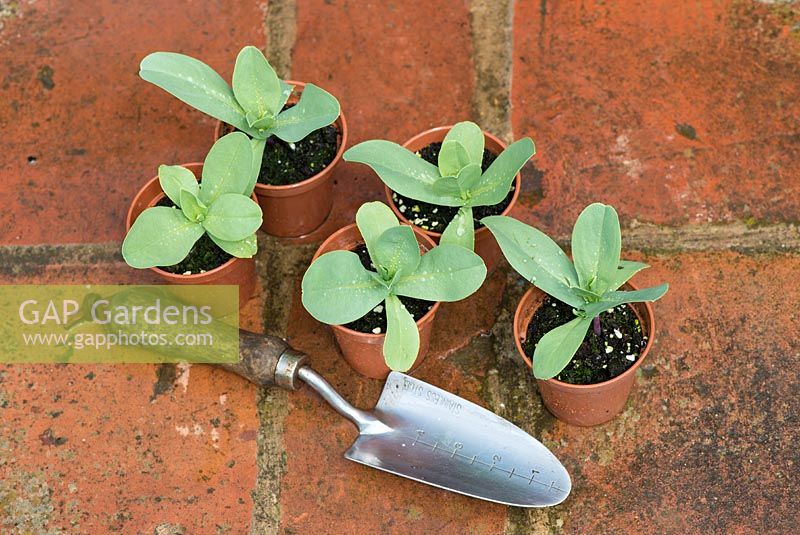 Cerinthe major 'Purpurascens' - Honeywort, jeunes plants en pots de 3 pouces prêts à être plantés.