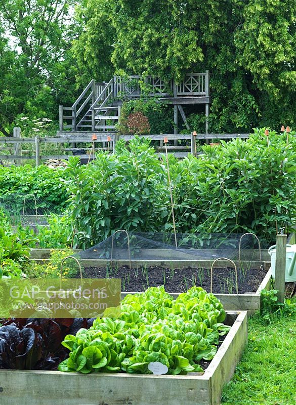 Les bordures de légumes surélevées contiennent de la laitue et des fèves dans un jardin de campagne productif.