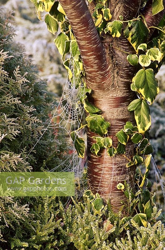 Hedera colchica 'Dentata Variegata' poussant sur le tronc de Prunus davidiana 'Alba' avec des toiles d'araignées givrées en décembre