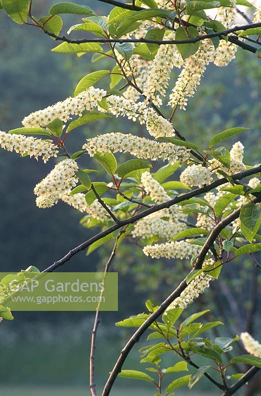 Prunus padus watereri syn, Prunus padus grandiflora - fleurs de cerisier des oiseaux en mai Cambridge University Botanical Gardens