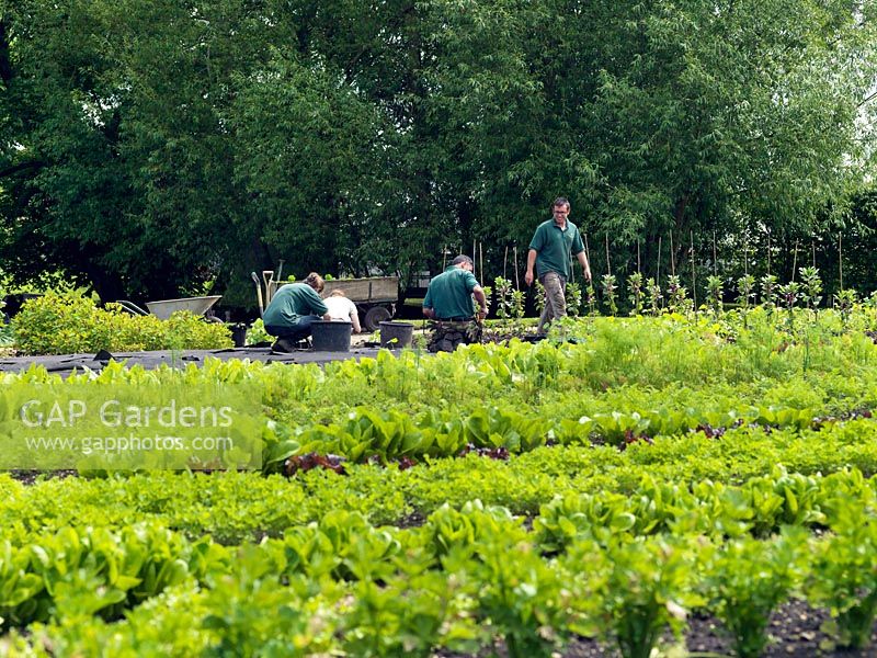 Plantation pour la récolte de la nouvelle saison dans le potager clos du Manoir.