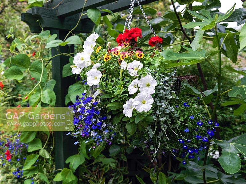 Un panier suspendu planté d'annuelles Pétunia, Lobelia, Viola et Pelargonium. Les paniers suspendus sont utiles dans un espace confiné avec une surface au sol limitée pour les parterres et les parterres de fleurs.