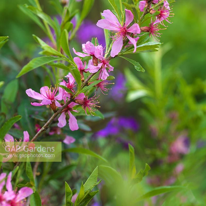 Prunus tenella 'Fire Hill', amande russe naine, un arbuste à feuilles caduques avec des pulvérisations de fleurs roses au printemps.