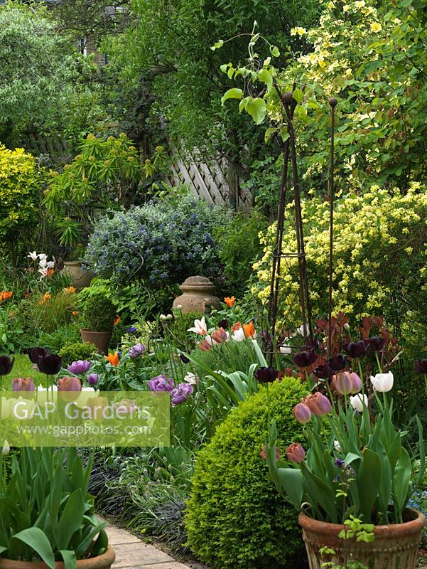 Parterre de fleurs de printemps mélangé et pots remplis de Tulipa 'Curly Sue', 'Marilyn', 'Blue Diamond', 'Florosa', 'Malaika', 'Maureen' - Jardin clos de Londres de 18m x 7m.