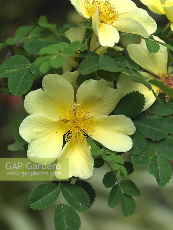 Rosa xanthina 'Canary Bird', une rose arbustive au parfum de musc, aux fleurs simples dorées au printemps.