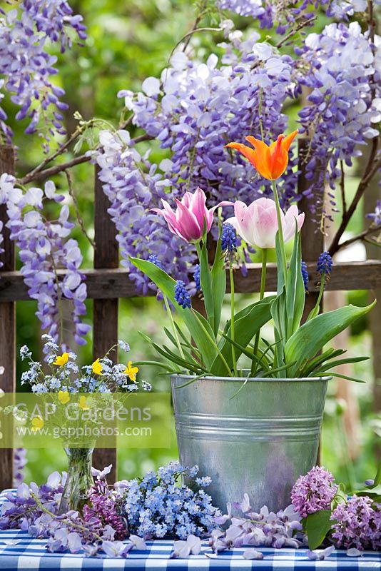 Affichage floral de printemps en plein air - pot de tulipes et muscari, vase de renoncules et de myosotis.