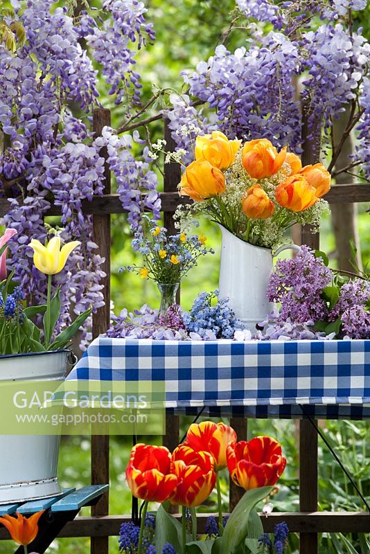 Affichage de printemps en plein air - tulipes, syringa, muscari, persil de vache, ne m'oubliez pas. Glycine grimpant contre une clôture en bois.