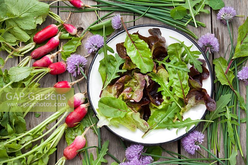 Salade mixte - feuilles de betterave rouge, roquette, ciboulette, lactuca 'Feuille de chêne rouge', lactuca 'Canasta', radis Flamboyant 3