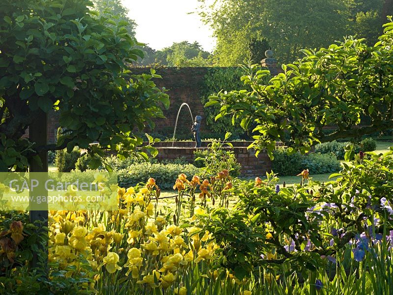 Vue sur les vieux iris barbus et les arbres fruitiers en espalier à la piscine formelle avec fontaine, bordée d'Alchemilla mollis fraîche avec de la rosée tôt le matin.