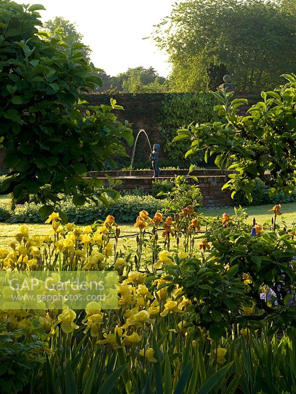 Vue sur les vieux iris barbus et les arbres fruitiers en espalier à la piscine formelle avec fontaine, bordée d'Alchemilla mollis fraîche avec de la rosée tôt le matin.