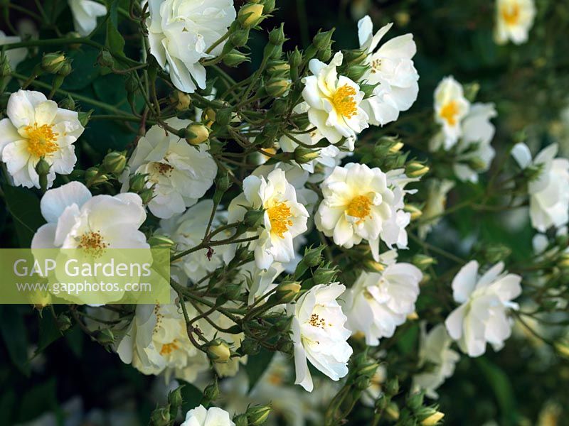 Rosa 'Seagull', une rose rampante rampante avec de grandes grappes de nombreuses fleurs blanches en coupe à plates, simples à semi-doubles avec des étamines dorées.