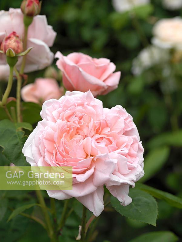 Rosa Eglantyne, un arbuste rose clair et moderne avec une excellente résistance aux maladies. Double, longue durée et fortement parfumé.