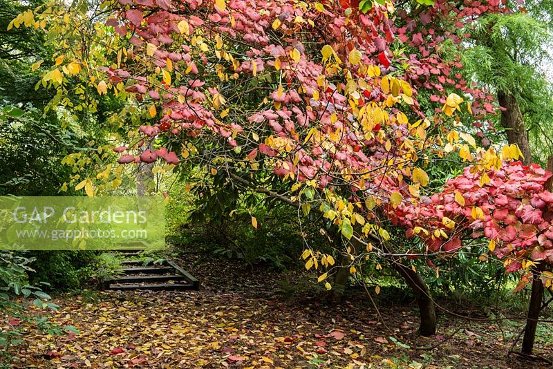 Vitis coignettiae, un support en bois submergé par la vigne de gloire pourpre, un vigoureux grimpeur à feuilles caduques avec de grandes feuilles vertes qui deviennent rouge vif en automne.