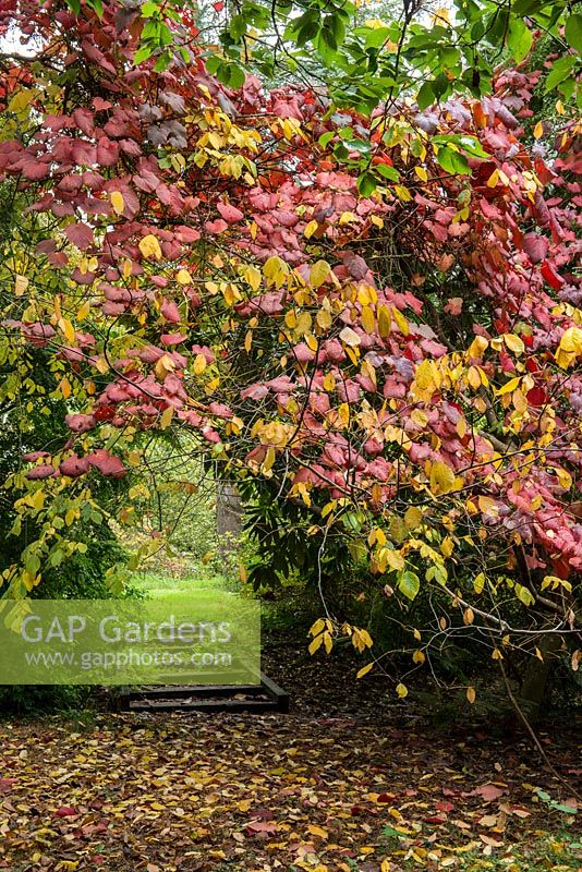 Vitis coignettiae, un support en bois submergé par la vigne de gloire pourpre, un vigoureux grimpeur à feuilles caduques avec de grandes feuilles vertes qui deviennent rouge vif en automne.