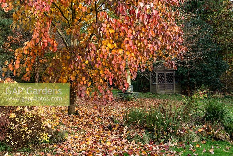 Davidia involucrata, Mouchoir ou Colombe, un arbre à feuilles caduques