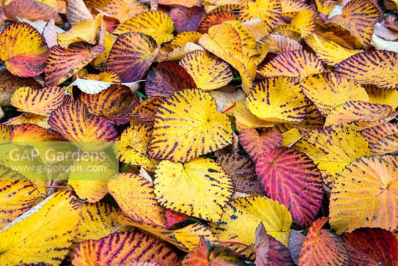 Feuilles de Davidia involucrata, mouchoir ou arbre colombe qui deviennent rouges et jaunes en automne
