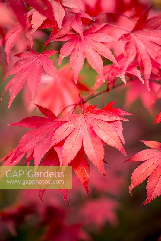 Acer palmatum, érable japonais, rouge avec des reflets automnaux.
