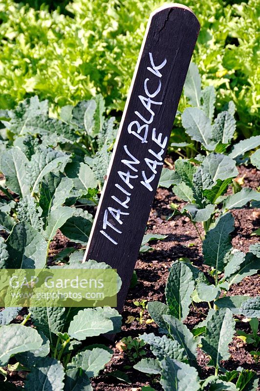 Chou noir italien écrit en blanc sur marqueur de plante en bois noir ou étiquette