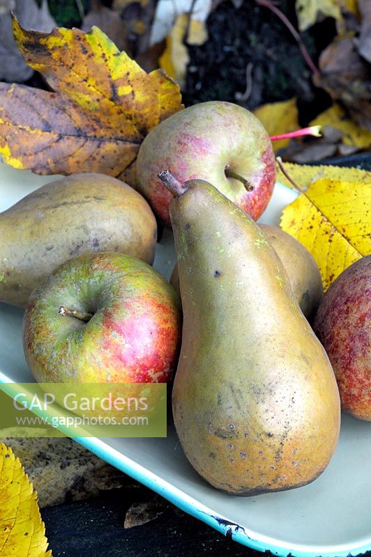 Pyrus communis 'Conférence', Malus domestica 'Kent Malling' - Poires et pommes en émail avec des feuilles d'automne