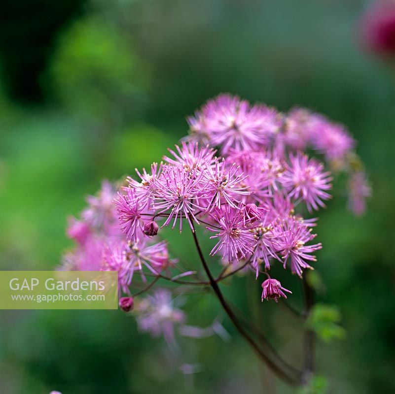 Thalictrum aquilegiifolium, une vivace dégingandée avec des nuages duveteux de fleurs violettes rose vif au début de l'été.