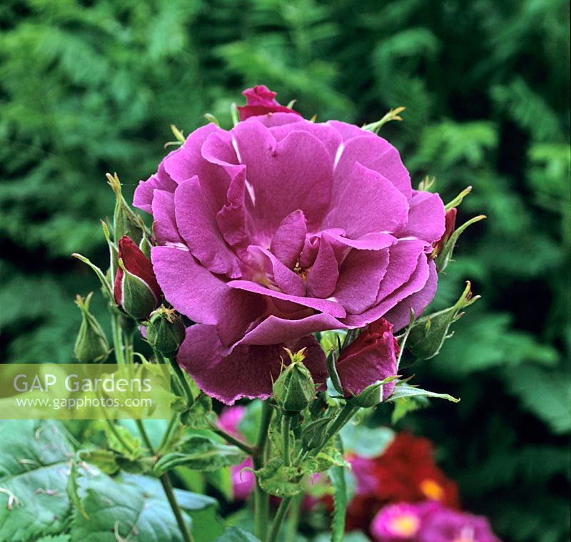 Rosa 'Rhapsody in Blue' a des fleurs de couleur prune irisées. Un arbuste à fleurs roses en juin