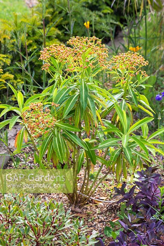 Euphorbia mellifera dans un jardin de gravier