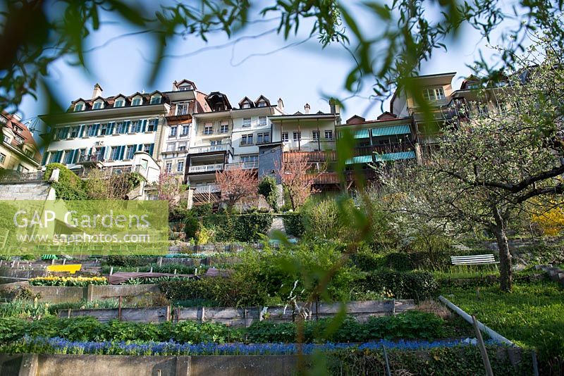 Les jardins potagers en terrasses dans la vieille ville historique de Berne, Suisse