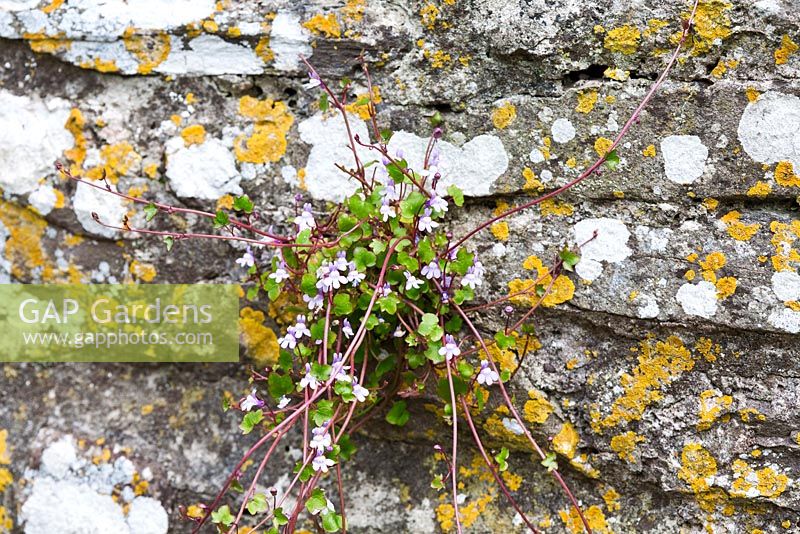 Cymbalaria muralis - Crapaud à feuilles de lierre poussant sur le mur du jardin
