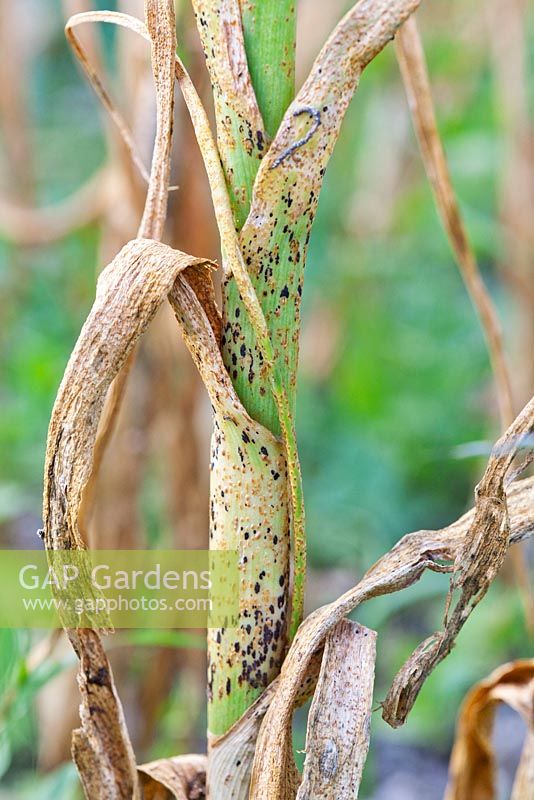 Rouille des poireaux sur les poireaux, une maladie causée par le champignon Puccinia allii