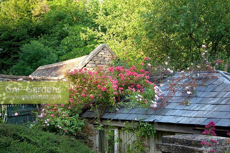 Des roses se précipitent sur les toits - Jardin des marais