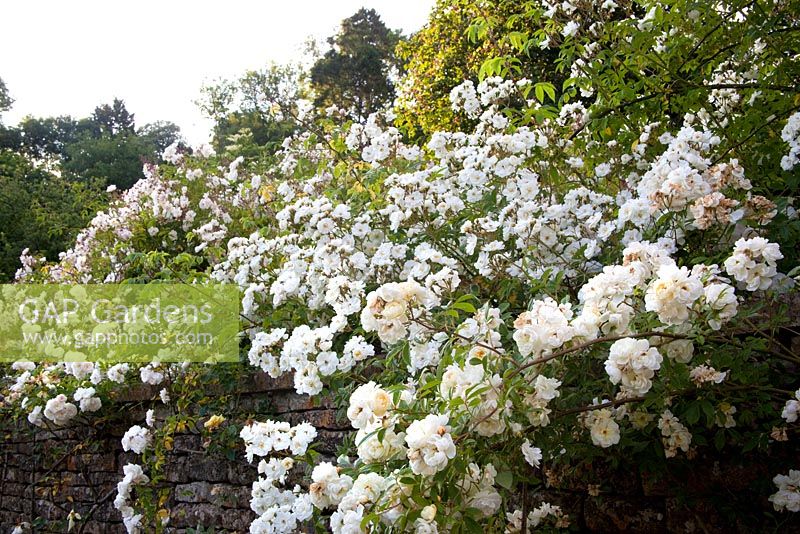 Rosa 'Aglaia' au premier plan et Rosa 'Rambling Rector' poussant sur le mur - Moorwood Garden