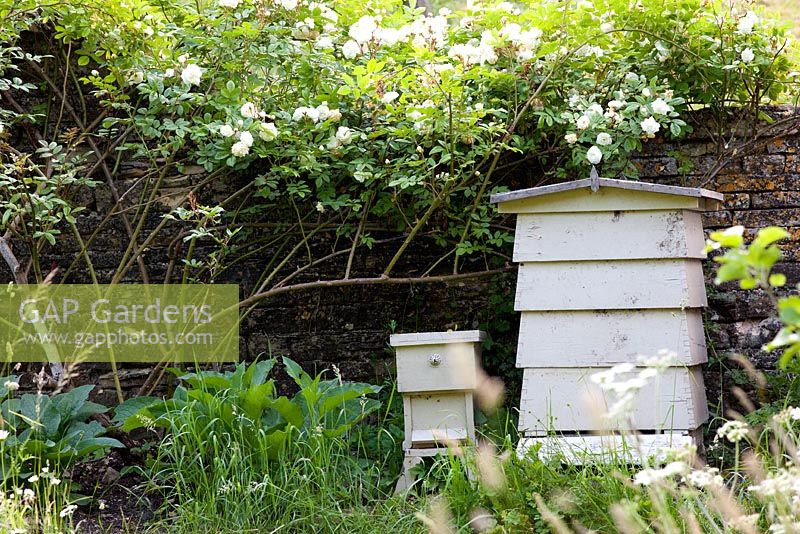 Rosa 'Madeleine Selzer' sur quelques ruches d'abeilles - Moorwood Garden