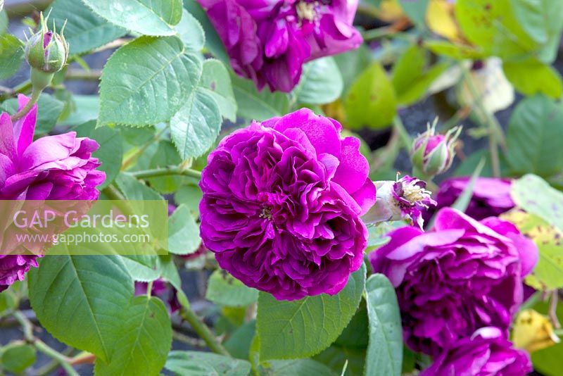 Rosa 'Erinerung an Brod' - Jardin de Moorwood