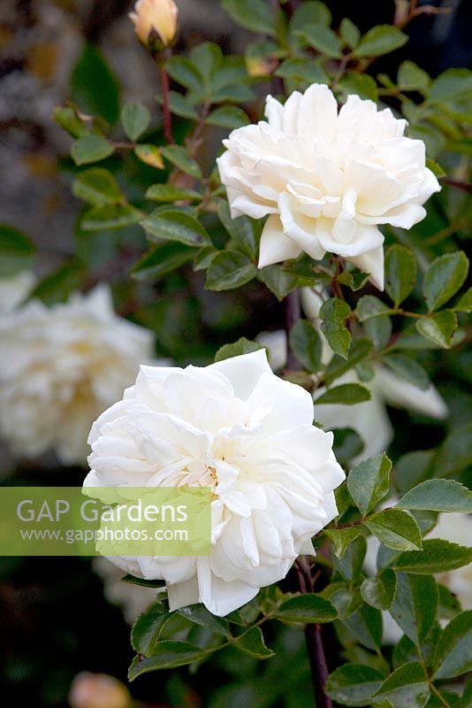 Rosa Gardenia - Moorwood Garden