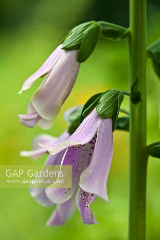 Digitalis purpurea 'Serendipity' - digitale commune s