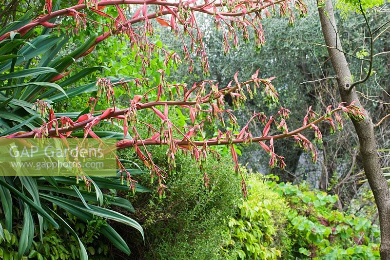 Beschorneria yuccoides en fleur