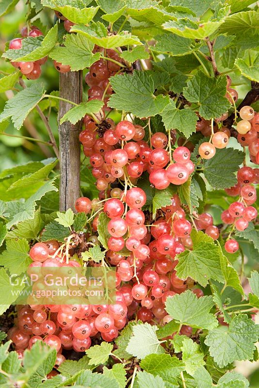 Ribes rubrum 'Gloire de Sablons' - Cassis sur le buisson