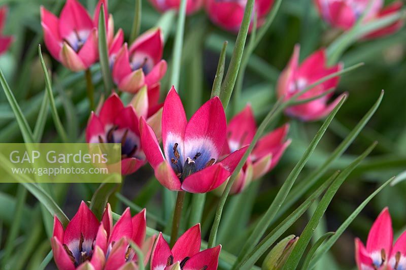 Tulipa hageri 'Little Beauty', ouverte au soleil