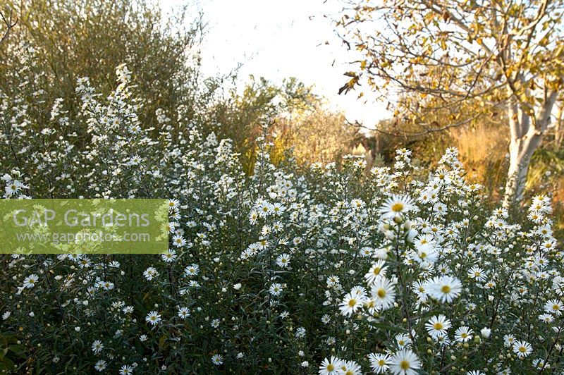 Aster laevis 'White Climax'
