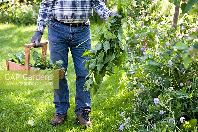 L'homme récolte des orties - Urtica dioica - pour fabriquer des insecticides et des engrais