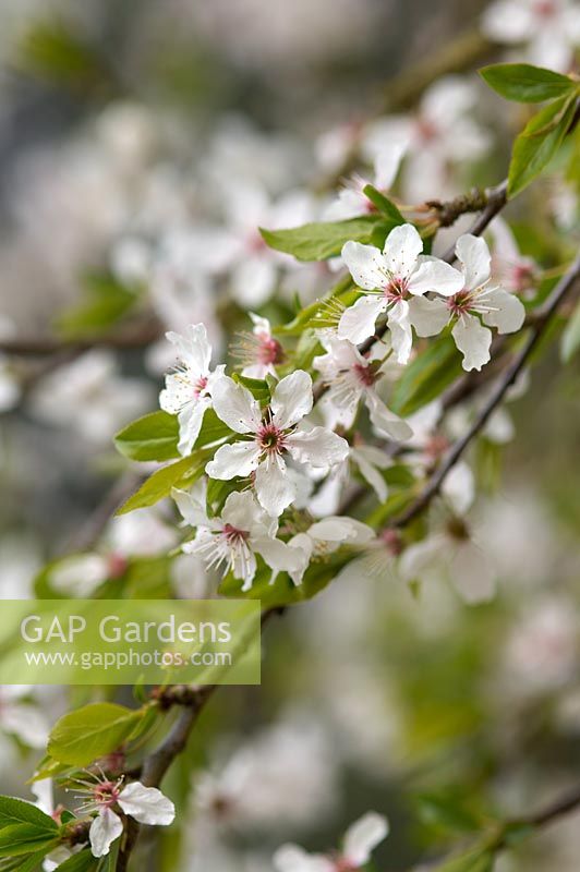Prunus simonii - fleur de prunier abricot